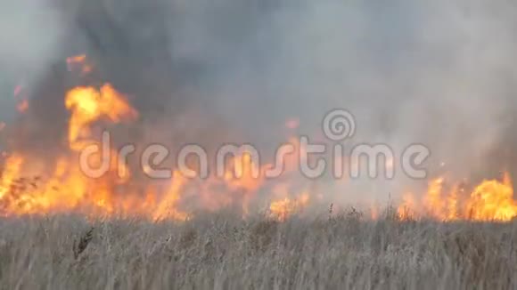 森林草原的野火或风暴火大量的干草在火焰中燃烧燃烧的灌木草视频的预览图