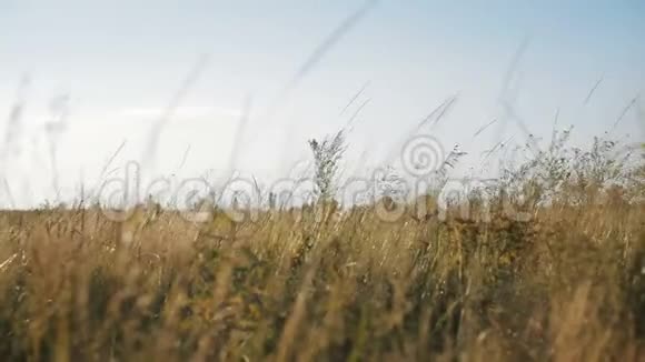 干燥的野穗在温暖的夕阳下背光视频的预览图