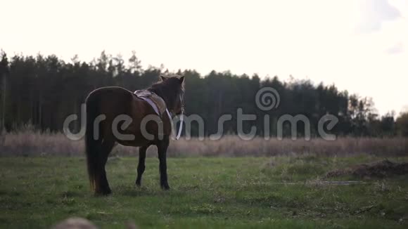 棕马在乡间草地上散步视频的预览图