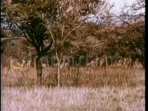 非洲的羚羊视频的预览图