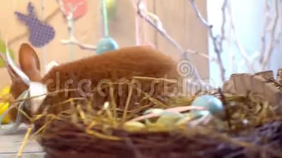 蓬松兔子复活节庆祝传统符号概念巢特写视频的预览图