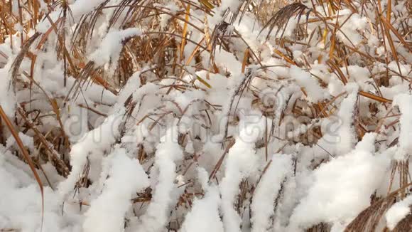 在干燥的草叶上慢慢融化初雪视频的预览图