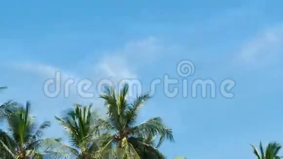 阳光明媚的一天棕榈树的活动视频的预览图