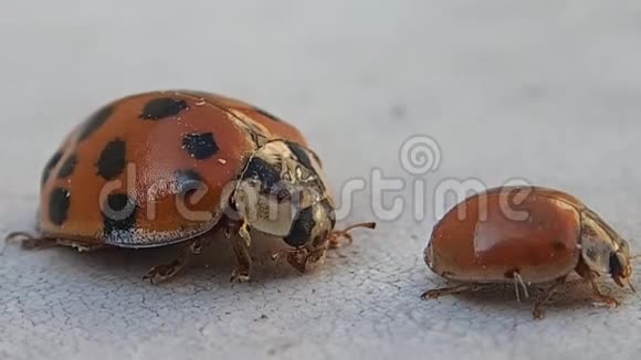 一张桌子上有两只红色瓢虫较大的一只正在清理它的口视频的预览图
