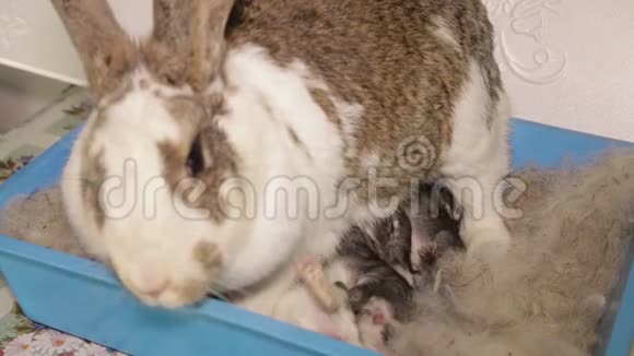 篮子里的新生兔子被喂食视频的预览图