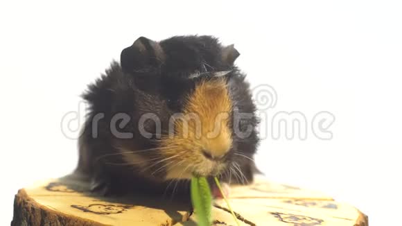 几内亚猪坐在木头树桩上慢吞吞地吃青菜视频的预览图
