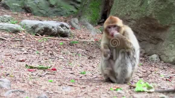 野蛮猴子和全家一起睡在地球上视频的预览图