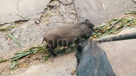 黑毛公猪在地上吃草视频的预览图