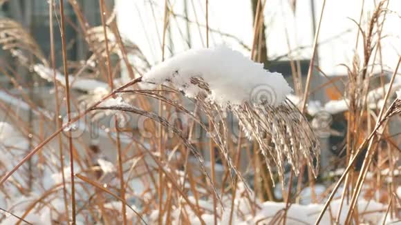 在干燥的草叶上慢慢融化初雪视频的预览图