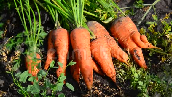 胡萝卜作物躺在花园的地上视频的预览图