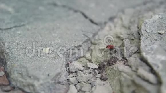 红虫贯穿灰色混凝土视频的预览图