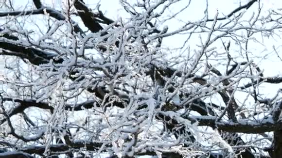 雪在阳光下闪闪发光视频的预览图