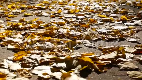 慢动作女孩在橙色叶子上的秋天公园里散步粉碎的采摘叶秋天白色运动鞋的方法视频的预览图