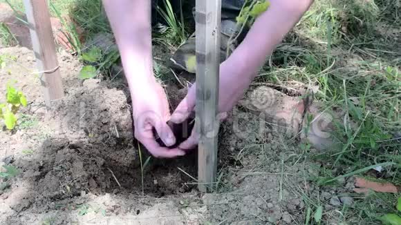 种植番茄园丁种植番茄农民手中的番茄幼株视频的预览图