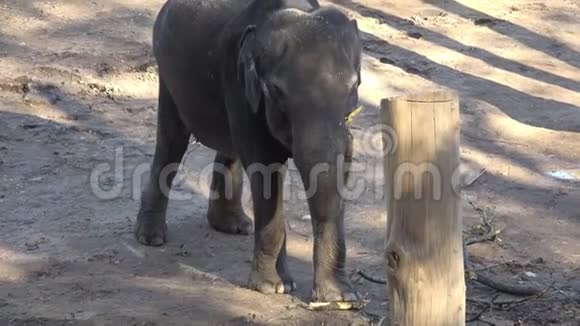 印度大象ElephasMaximusindicus视频的预览图
