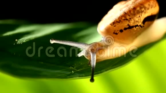 泰国香麦绿叶上的蜗牛爬视频的预览图