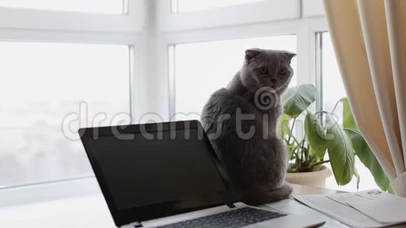 家里桌子上有笔记本电脑的可爱滑稽猫视频的预览图