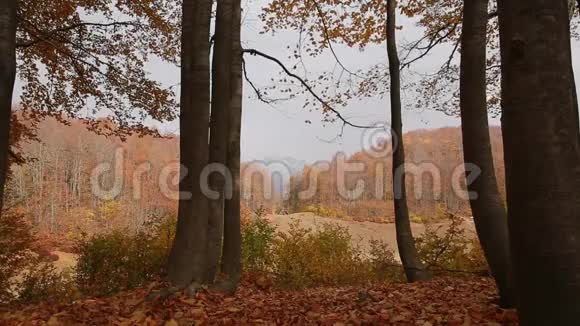 美丽的景色秋天落在白种人保护区的博舒尔湖上赫梅列夫斯基视频的预览图