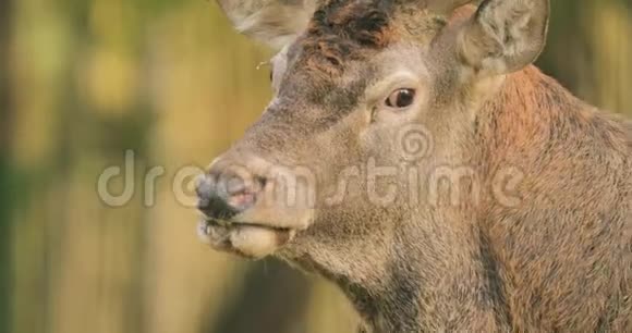 白俄罗斯雄欧洲红鹿或鹿鹿有咆哮在罗特高加索地区欧洲大部分地区的红鹿栖息地视频的预览图
