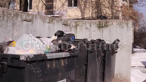 城市垃圾桶鸟挖垃圾袋全球污染与消费社会的概念240fps慢动作视频的预览图