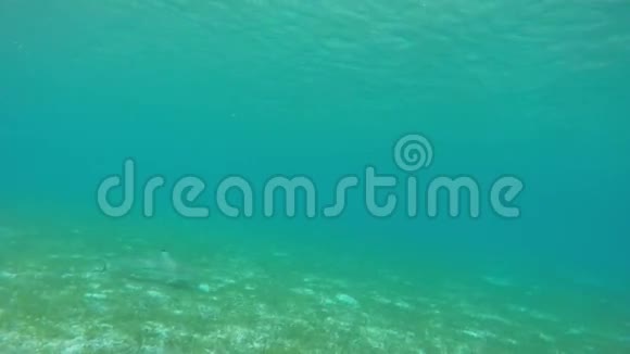 珊瑚礁中的灰礁鲨鱼视频的预览图