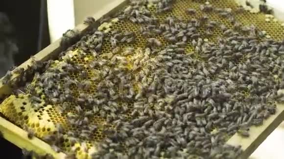 养蜂人用蜂群饲养蜂窝视频的预览图
