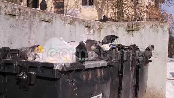 鸟在城市垃圾场挖垃圾桶找食物打开垃圾袋全球污染和消费者的概念视频的预览图