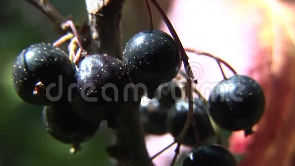 灌木丛上的黑色醋栗背景上的一片叶子视频的预览图