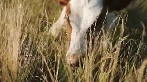 牛在新鲜的牧场放牧关门视频的预览图