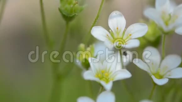 白色的小花和蚂蚁蚂蚁的宏观萼片春花视频的预览图