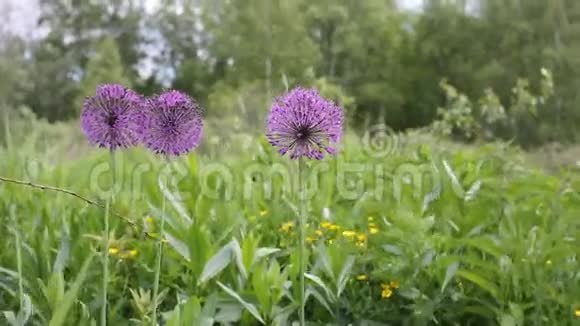 紫葱花视频的预览图