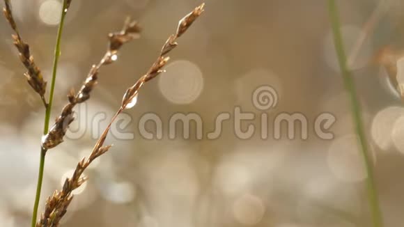 在干燥的草叶上慢慢融化初雪视频的预览图