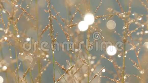 在干燥的草叶上慢慢融化初雪视频的预览图