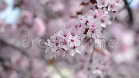 阳光明媚的一天树上开了很多粉红色的樱桃花视频的预览图