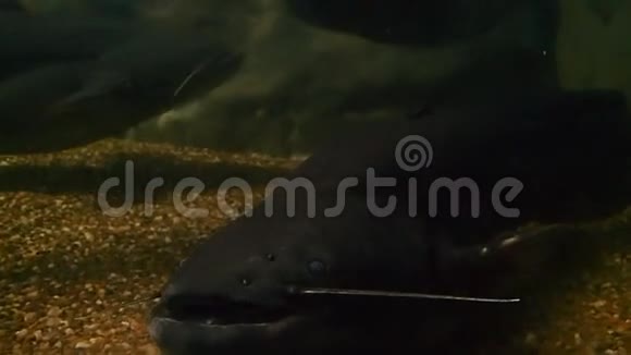 欧洲鲶鱼表现得咄咄逼人视频的预览图
