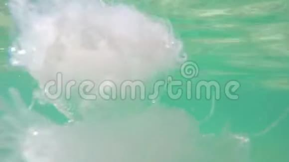 来自白色水母的水下照片视频的预览图