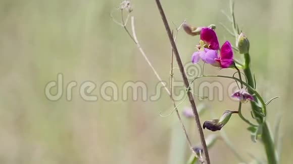 西班牙属野生植物系在自然界干燥的枝条上视频的预览图