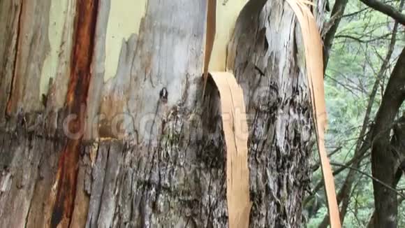 澳大利亚树胶树皮剥落视频的预览图