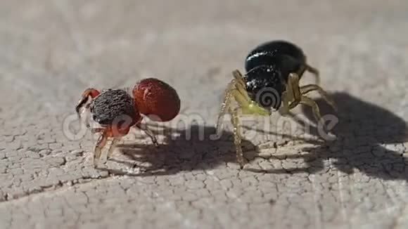 两只跳跃的蜘蛛一只红色的叶子视频的预览图