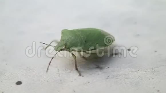 绿色盾牌甲虫行走移动翅膀视频的预览图