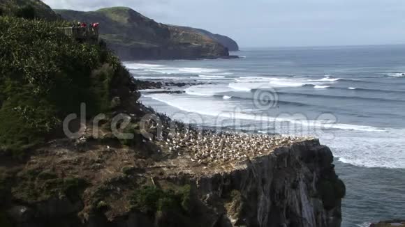 甘尼特殖民地的岩石海浪碰撞和鸟类降落在新西兰视频的预览图