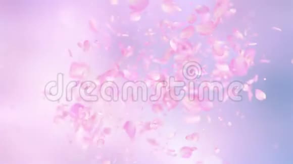 粉色玫瑰花瓣四千里爆视频的预览图