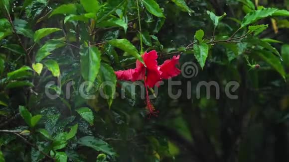 红芙蓉花雨下视频的预览图