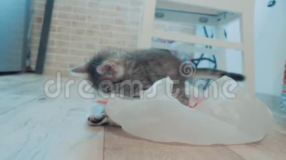 小可爱的小猫玩塑料玻璃纸包猫在包裹里玩家里包里的猫宠物视频的预览图