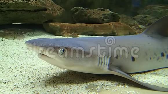 鱼礁鲨鱼在水底呼吸视频的预览图