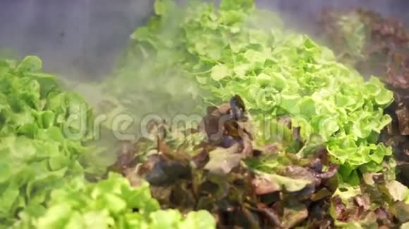 在超市里用冷水喷洒绿色沙拉以更好地水化米斯特冷却马什视频的预览图