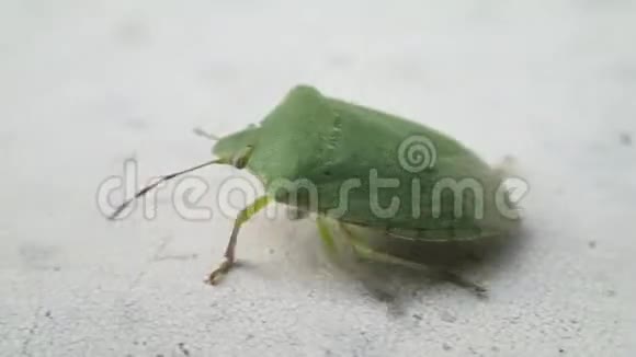 绿盾甲虫在白色的桌子上行走并清理它的刺视频的预览图