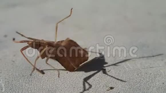 棕色的虫子看起来像一片叶子试图打开它的腿视频的预览图