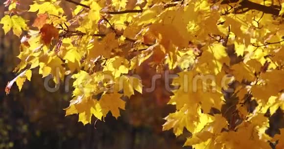 阳光透过微风吹拂的落叶枫树视频的预览图