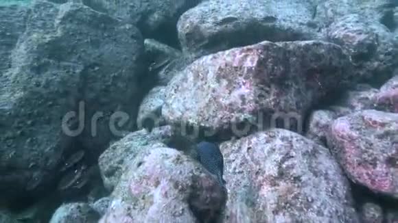 洛斯伊索特斯岛科尔特斯海拉巴斯的阿罗斯伦梅莱格里斯歌纳夫家禽河豚视频的预览图